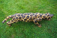 Leopard2
