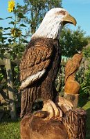 Weisskopf-Seeadler